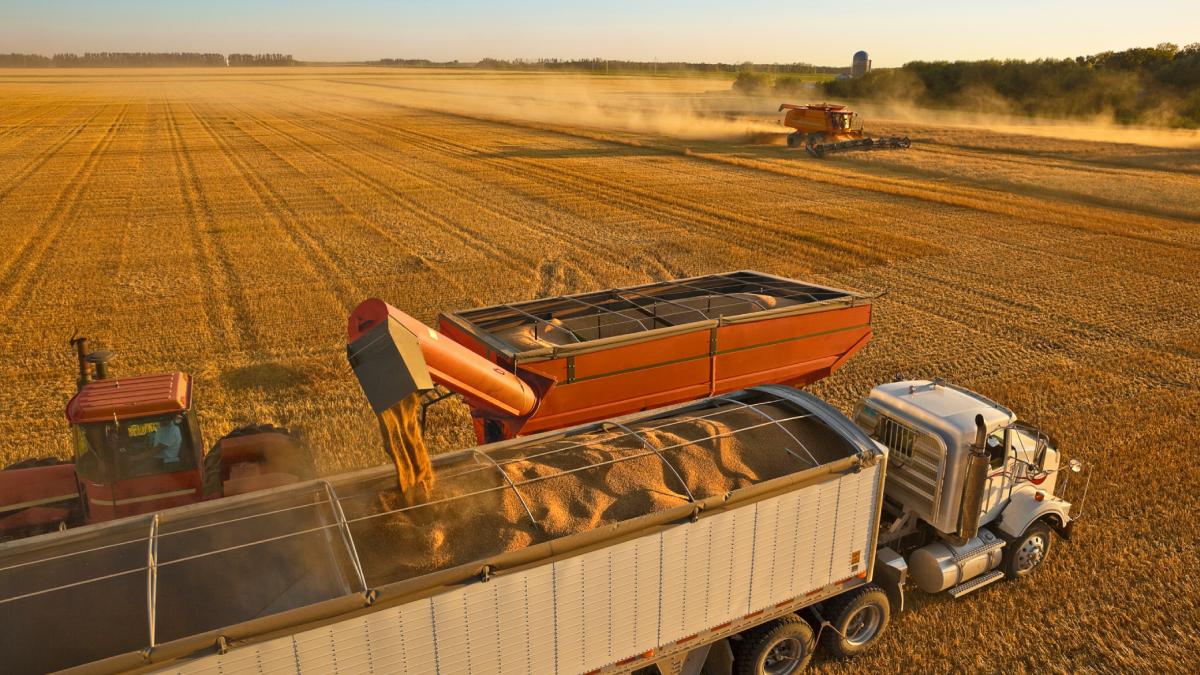 sua cumpara grau din polonia din cauza preturilor ridicate de pe piata interna