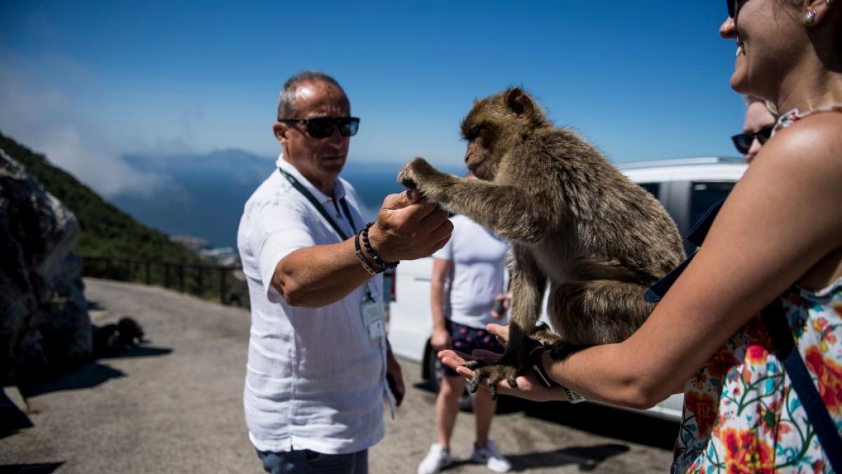 maimuta hranita de doi turisti