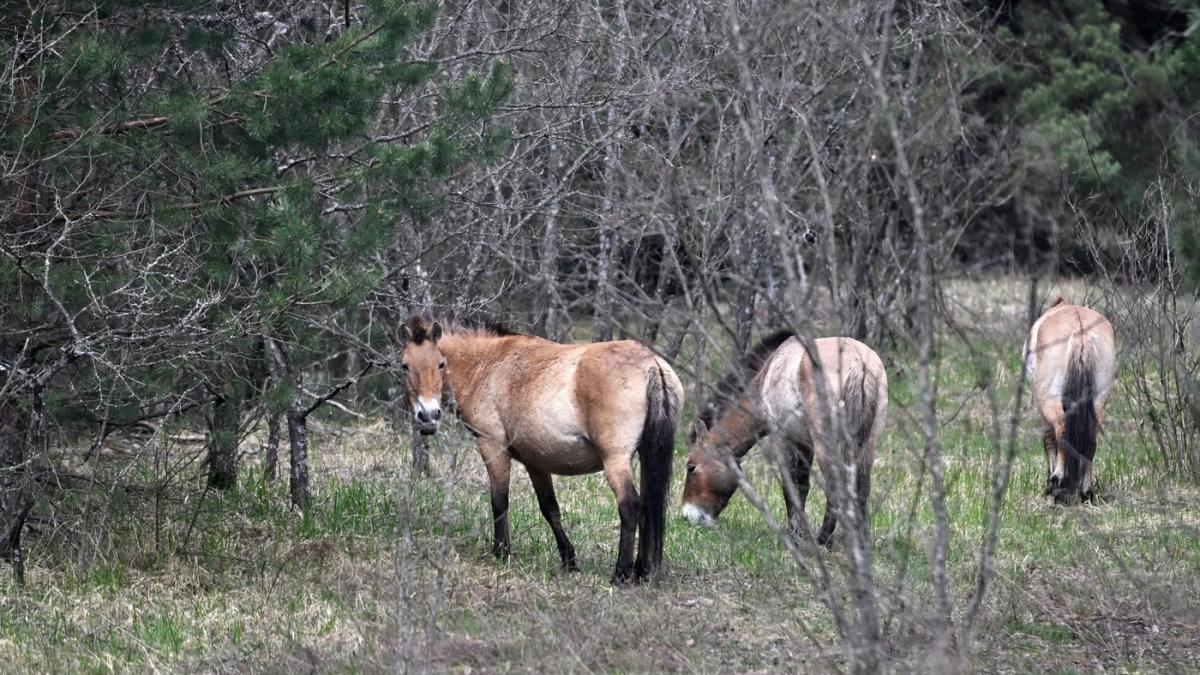 cum au reaparut lupii ursii si rasii in padurile radioactive de la cernobil experimentul cailor przewalski un mic miracol