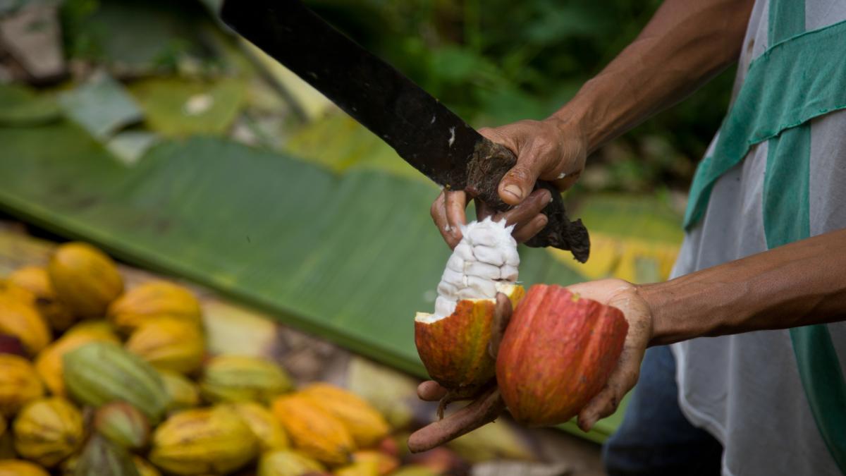 cum au reusit cultivatorii de cacao din bolivia sa se bata cu minele de aur si au castigat