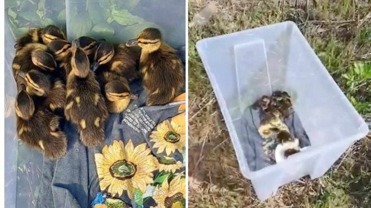 zece boboci de rata salbatica au fost salvati din trafic in bucuresti puii rataceau singuri printre masini pericolul era imens