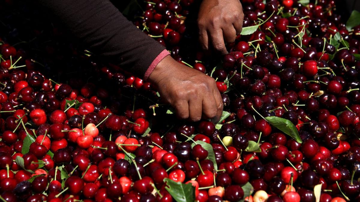 au aparut primele cirese in piete un kilogram costa cat jumatate de rezervor de benzina