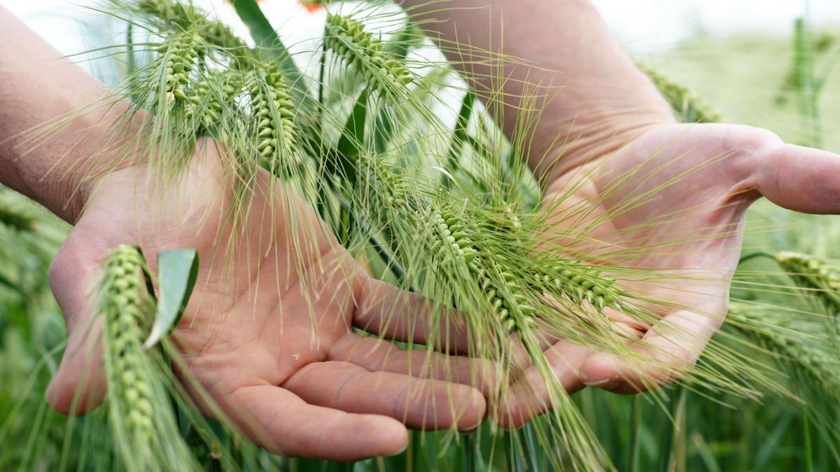 mainile unui fermier ating spicele de secara