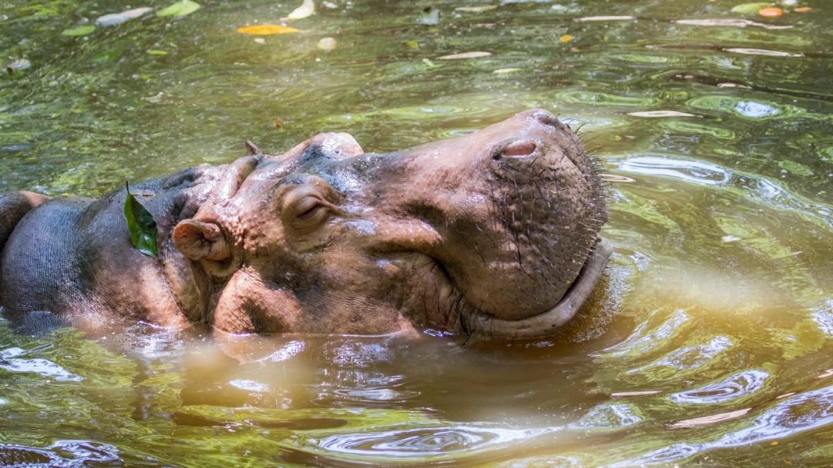 un mostenitor miliardar din india se ofera sa salveze de la sacrificare 80 dintre hipopotamii de cocaina ai lui pablo escobar