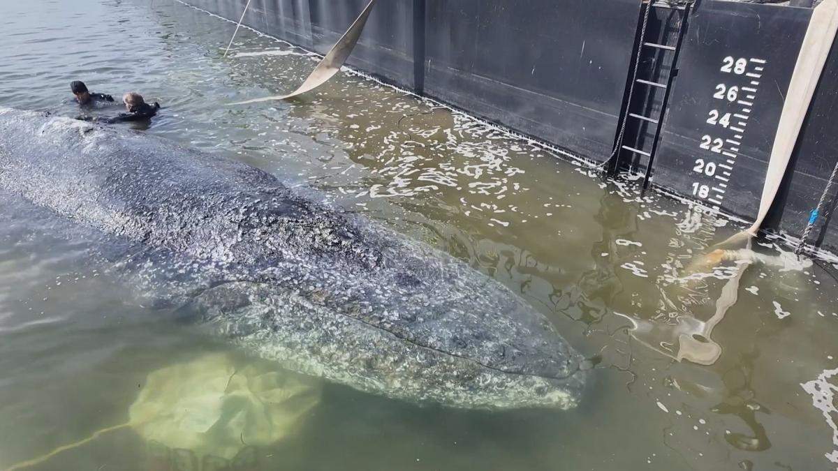 timmy hope balena esuata germania aprilie 2026 operatiune salvare