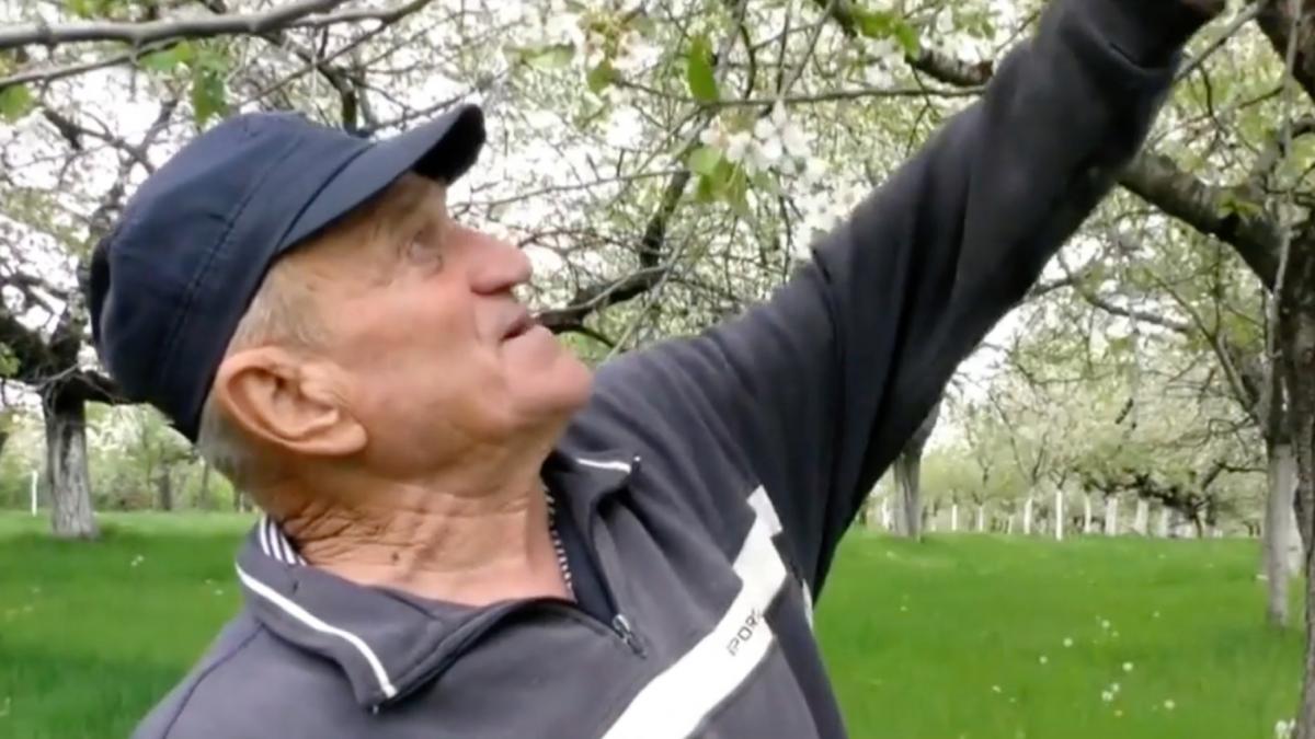 gheorghe sichitiu pomicultor livada de ciresi turcinesti gorj