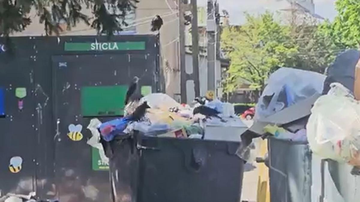 stare de alerta in bacau 65 de localitati sufocate de gunoaie nu pot justifica cheltuiala cu motorina pentru autospeciale
