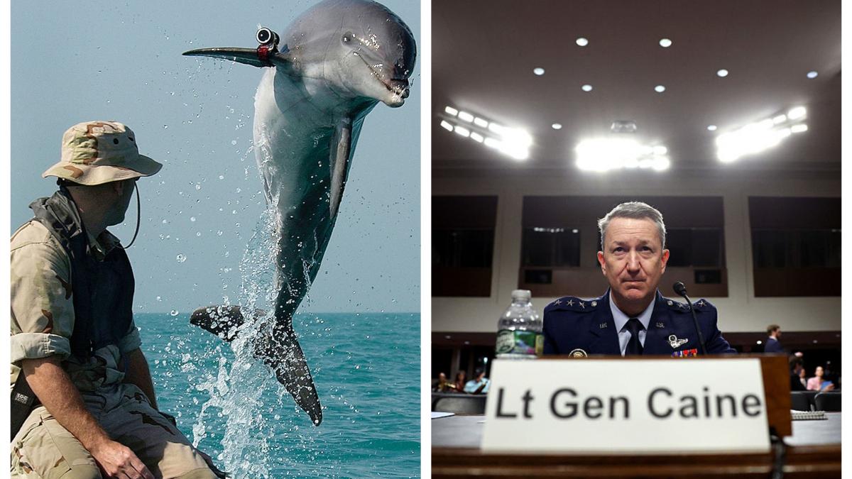 delfini kamikaze