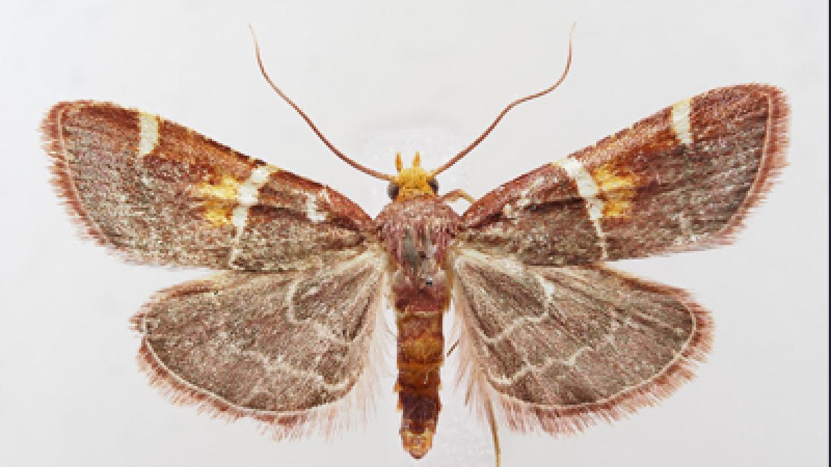 in grecia a fost descoperita o noua specie de molie care a primit numele papei leon
