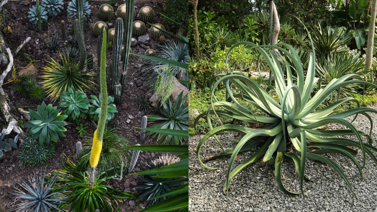 Agave vilmoriniana în floare