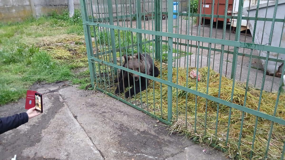 un urs capturat in incinta scolii de agenti de politie de la campina a fost inchis intr o cusca speciala ce se va intampla cu animalul