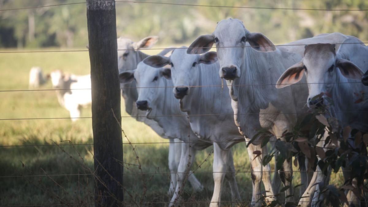 brazilia a fost luata prin surprindere de interdictia ue privind importurile de carne si cere explicatii
