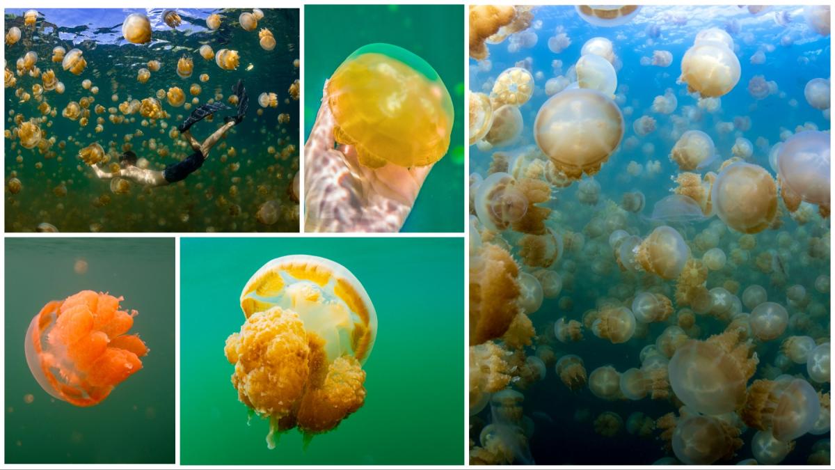 meduze aurii unice in lume nu inteapa jellyfish lake Ongeim’l Tketau palau oceania micronezia