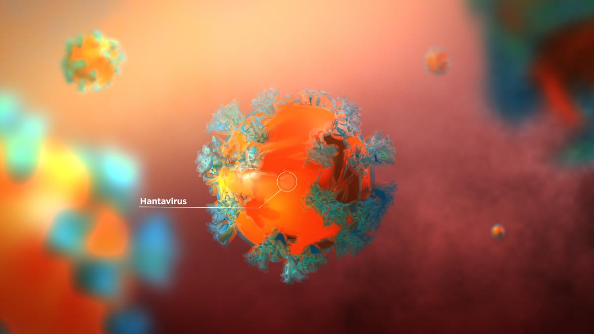 hantavirus