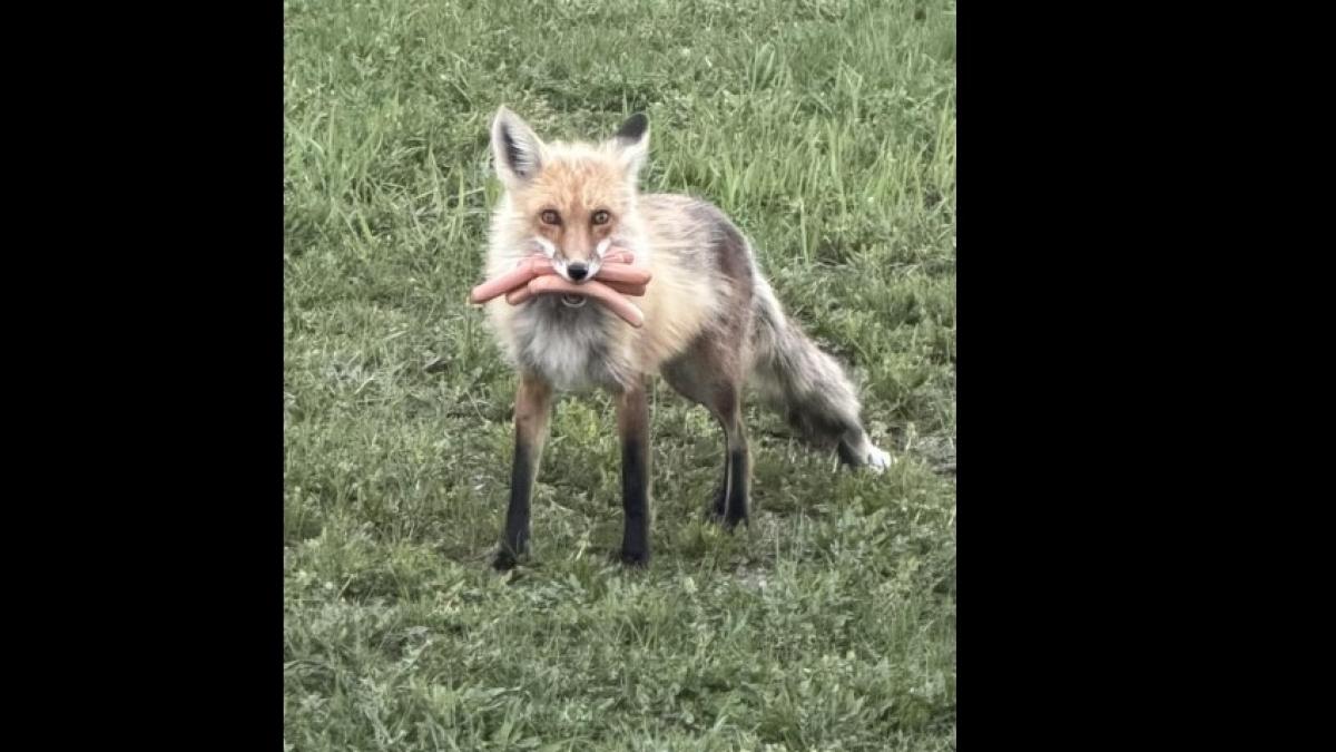 o vulpita canadiana a fost prinsa de politie cu gura plina de hotdogi suspectul descris are par roscat si haina groasa