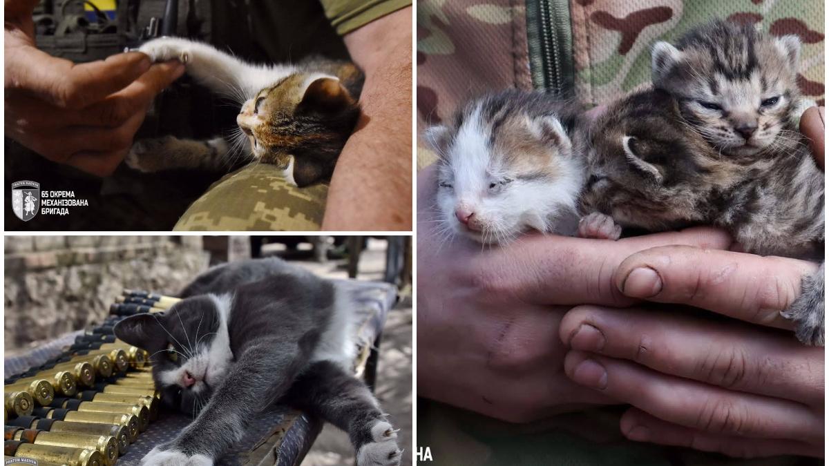 pisoi si catei salvati de militari