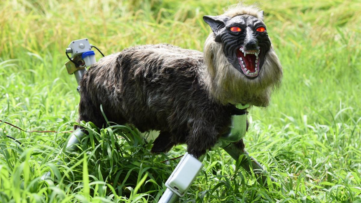 japonezii cumpara masiv lupi roboti pentru ca vor sa sperie ursii cu ei monster wolf are blana ochi rosii si urla