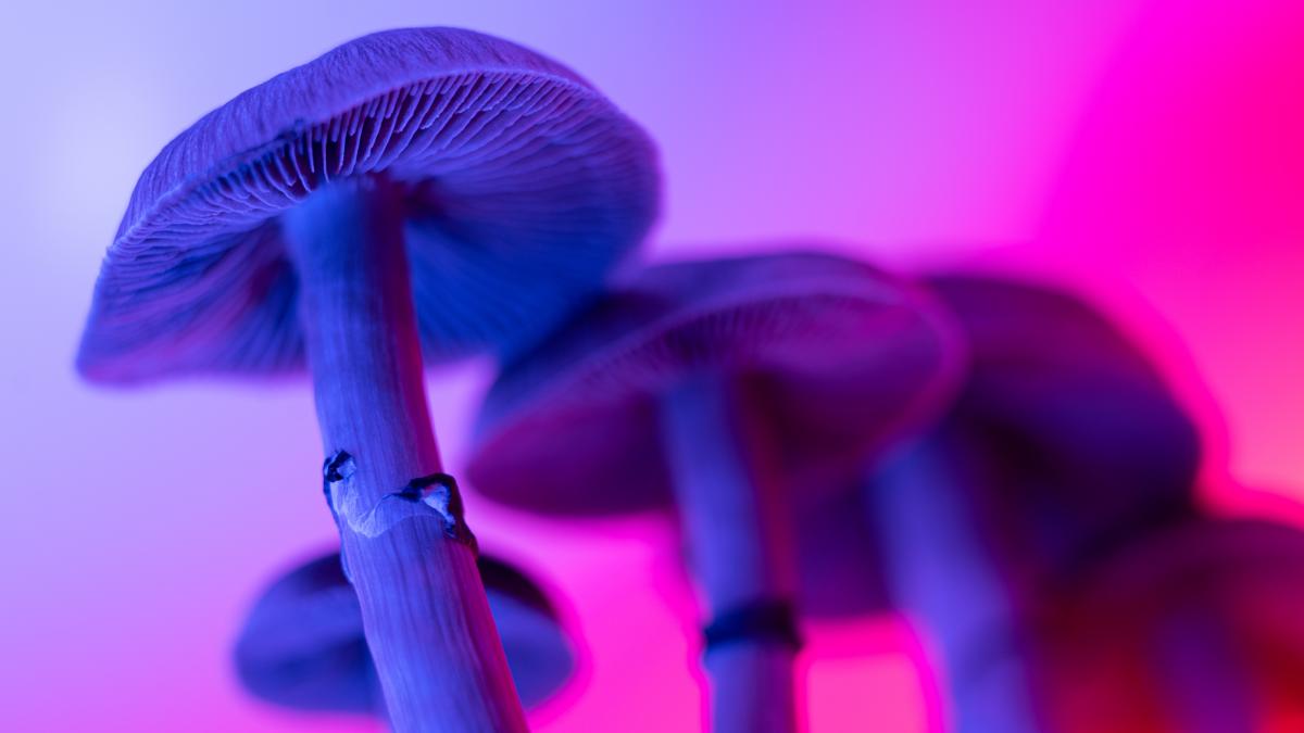 descoperire neasteptata o singura doza de ciuperci magice ar putea trata dependenta de cocaina