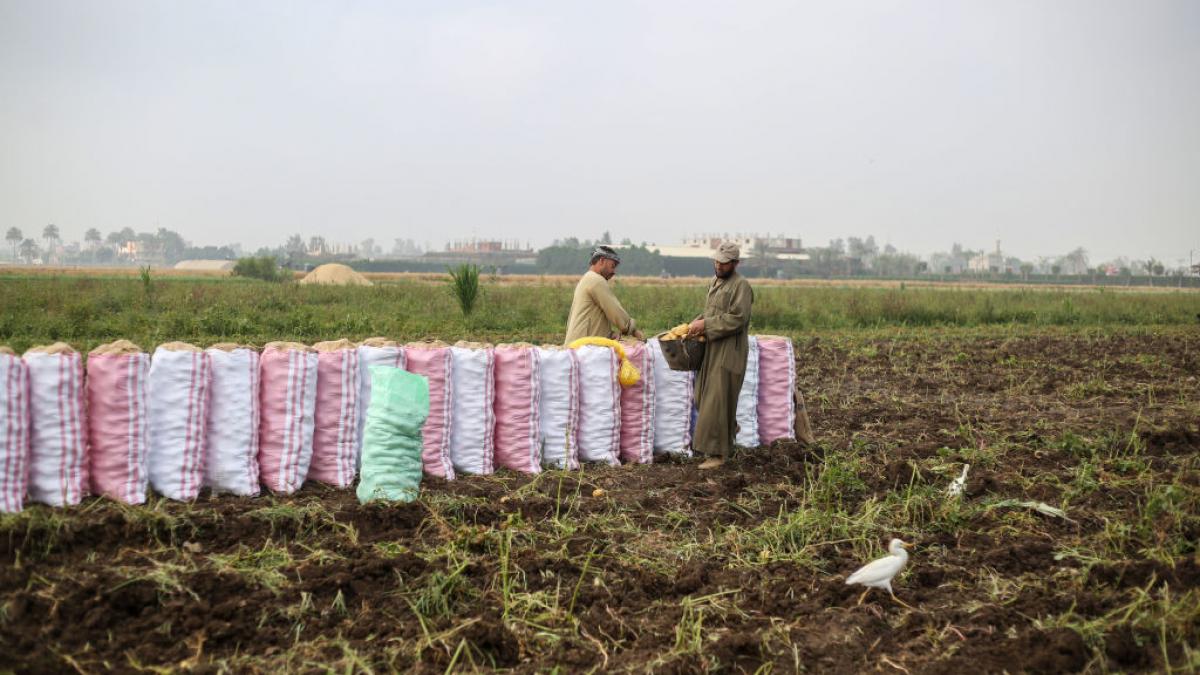 muncitori in agricultura in egipt