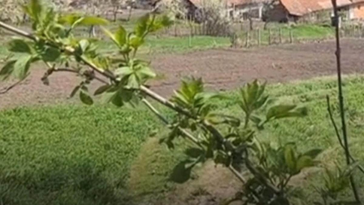 inchisoare pe viata in lipsa pentru criminalul emil ganj