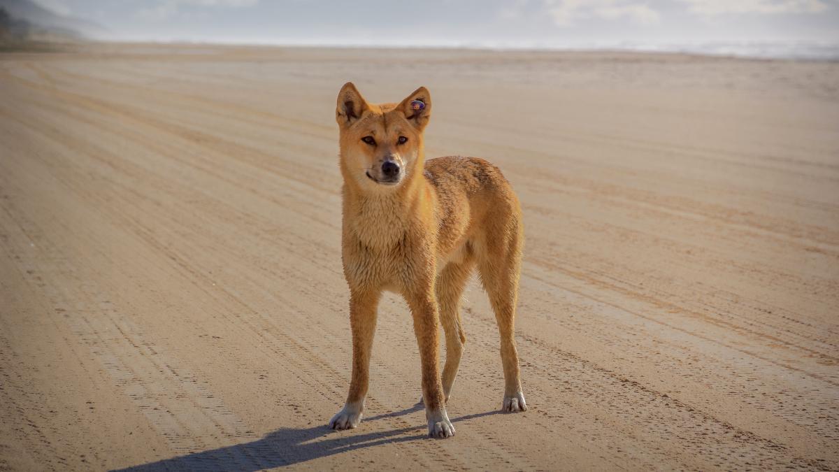 descoperire incredibila in australia in mormantul vechi de 1 000 de ani al unui dingo