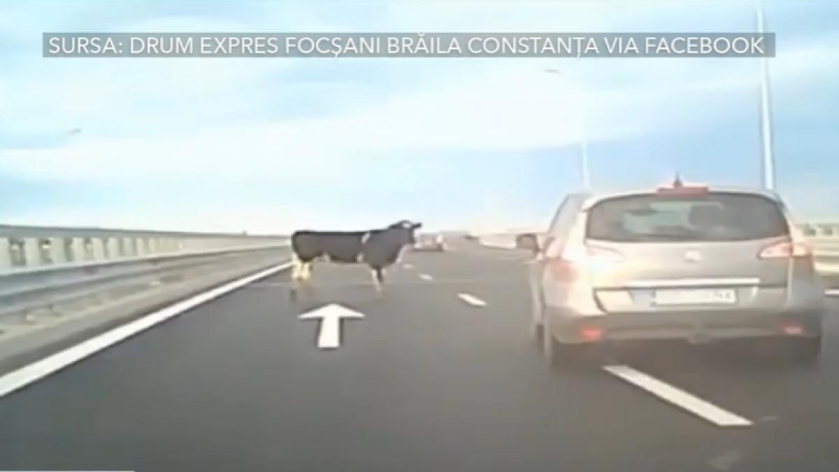 pericol pe autostrada a7 patru vaci au cazut dintr o duba aflata in mers soferii le au evitat in ultimul moment