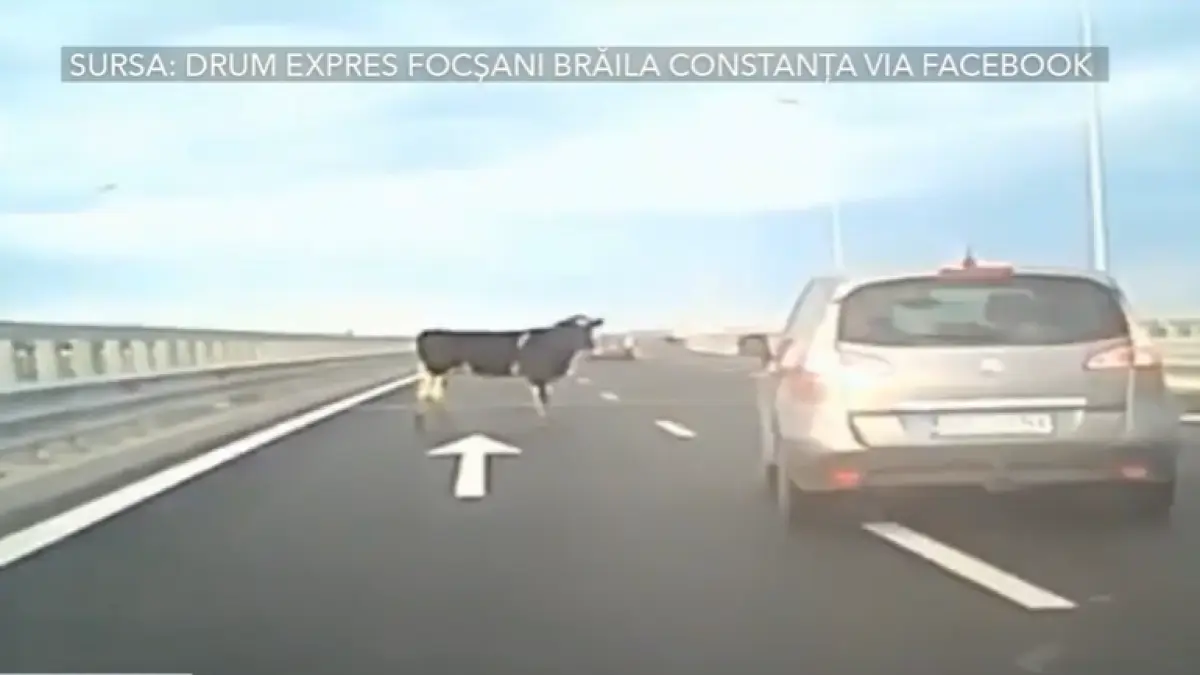 pericol pe autostrada a7 patru vaci au cazut dintr o duba aflata in mers soferii le au evitat in ultimul moment