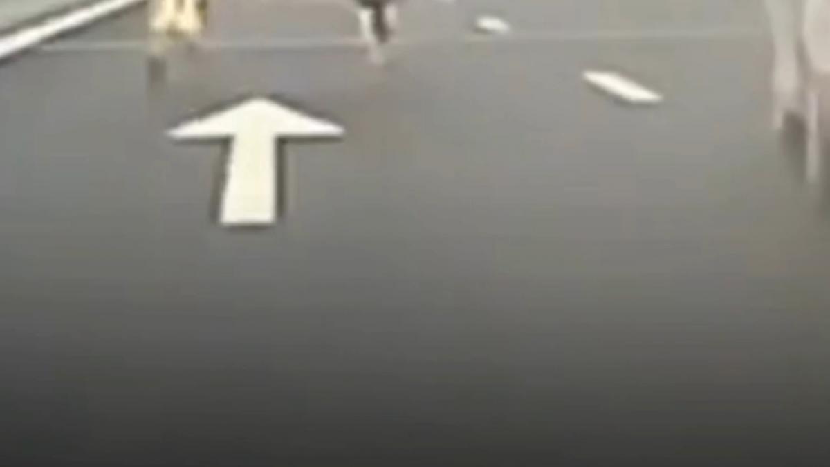 pericol pe autostrada a7 patru vaci au cazut dintr o duba aflata in mers soferii le au evitat in ultimul moment