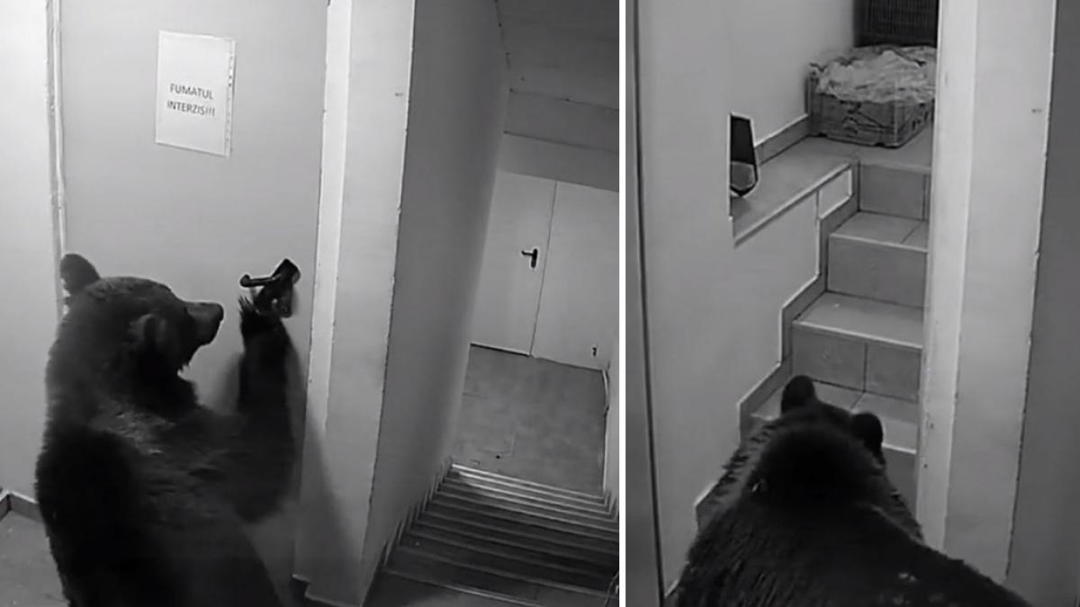 colaj 2 poze in care apare ursul care a intrat intr-un hotel din Poiana Brasov