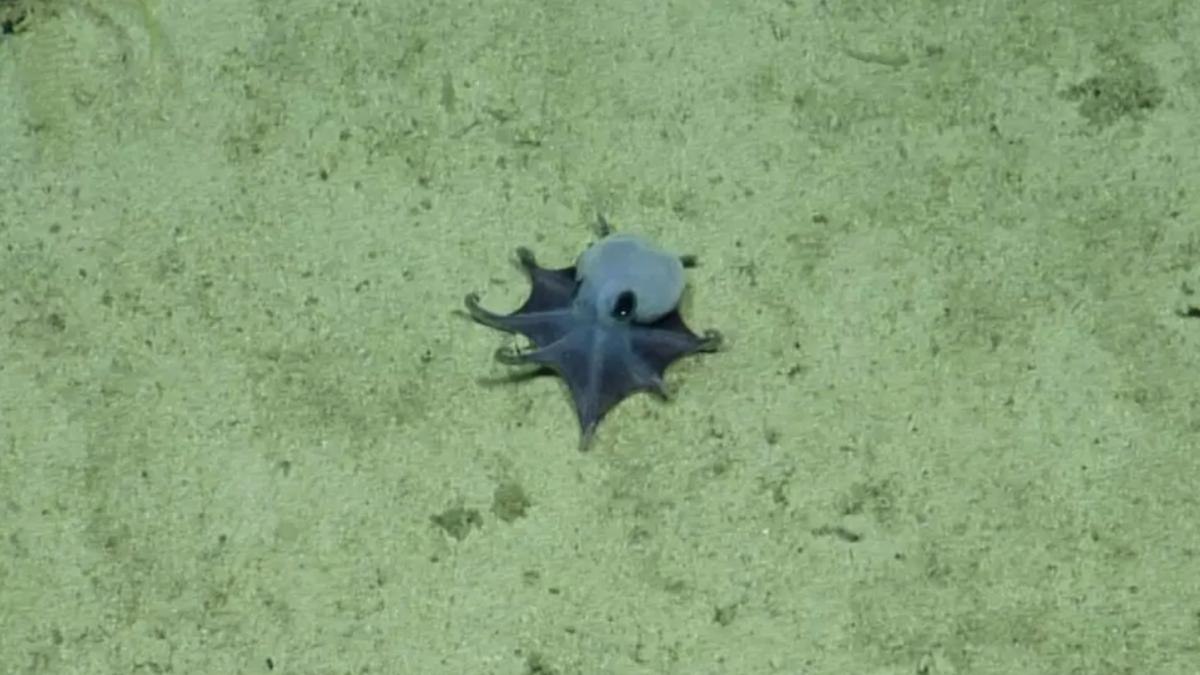 aproape niciun pamantean nu are sansa sa le vada a fost descoperita o noua specie de caracatita de culoare albastra