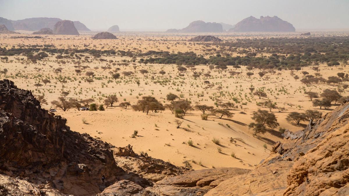 au tot plantat copaci in sahara si au esuat apoi au eliberat 500 de testoase iar desertul a inverzit vizibil chiar si din satelit