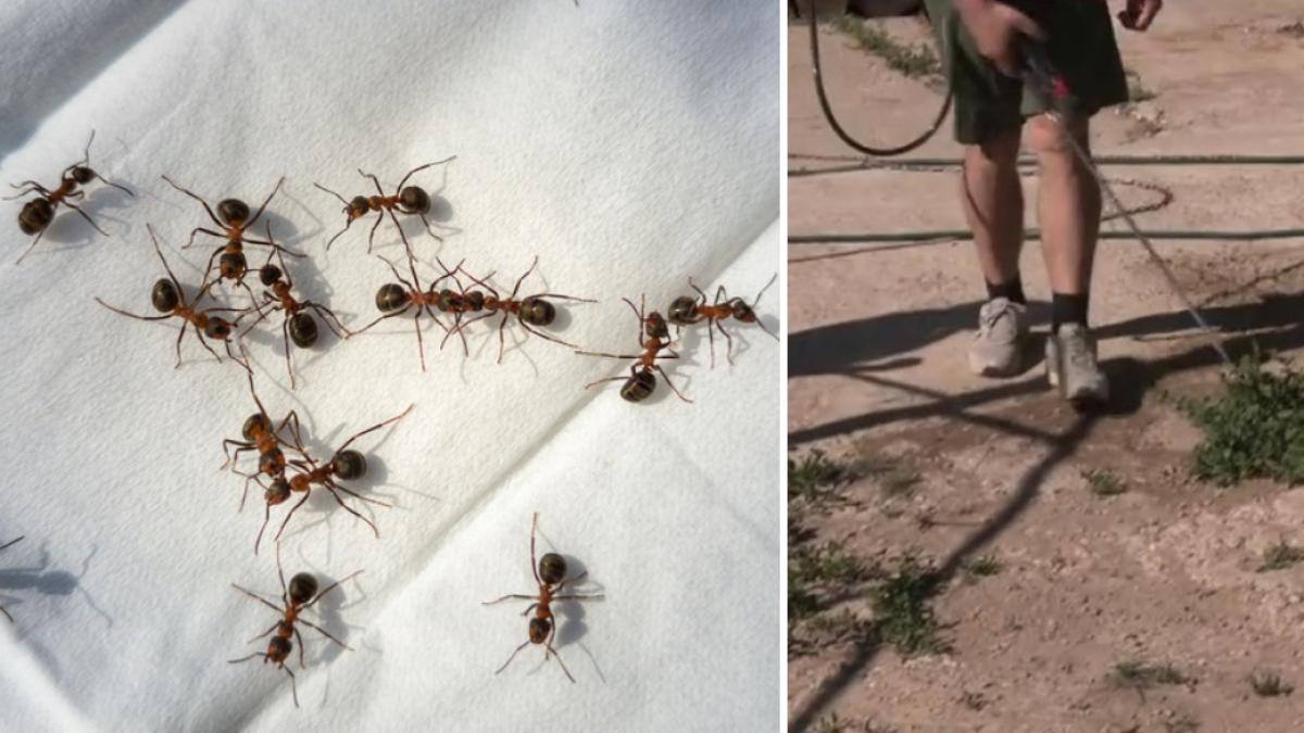 Invazie de furnici în satele de lângă Oradea: "Se caţără peste tot, au intrat şi în case". Oamenii au cerut ajutorul autorităţilor