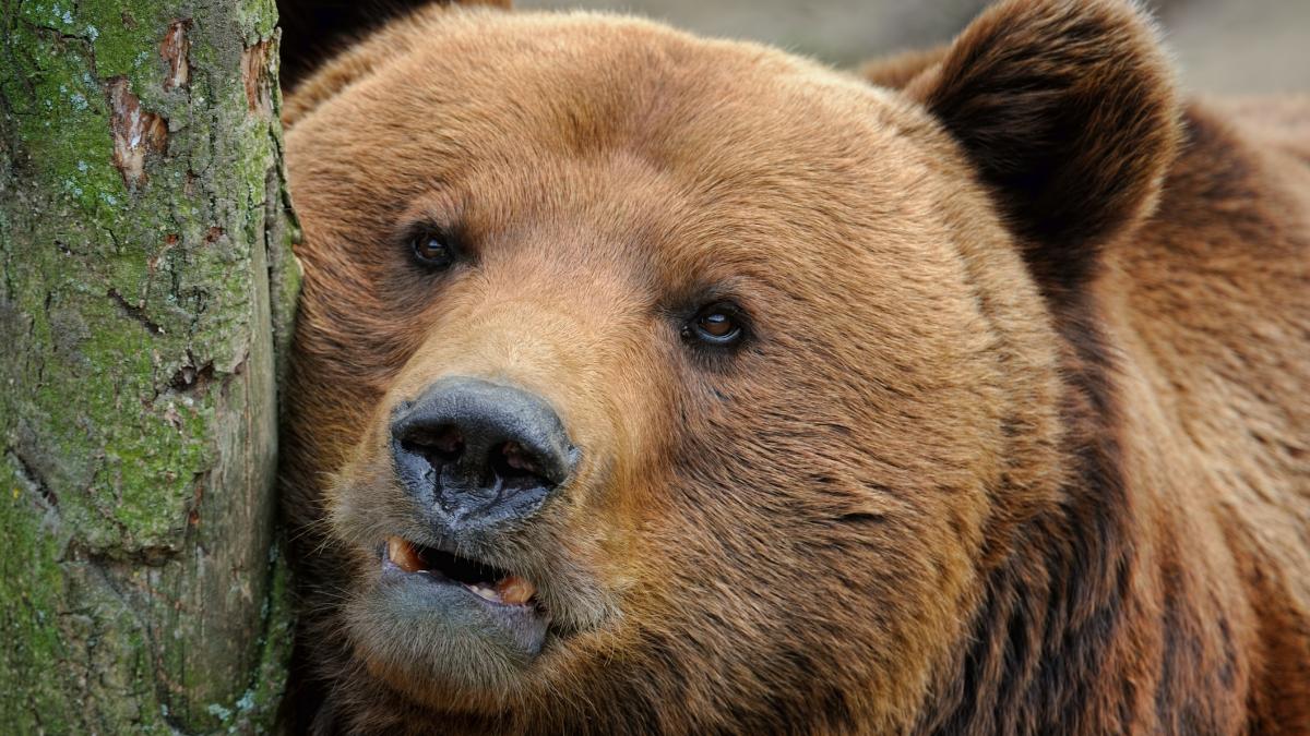 poza in care apare un urs brun