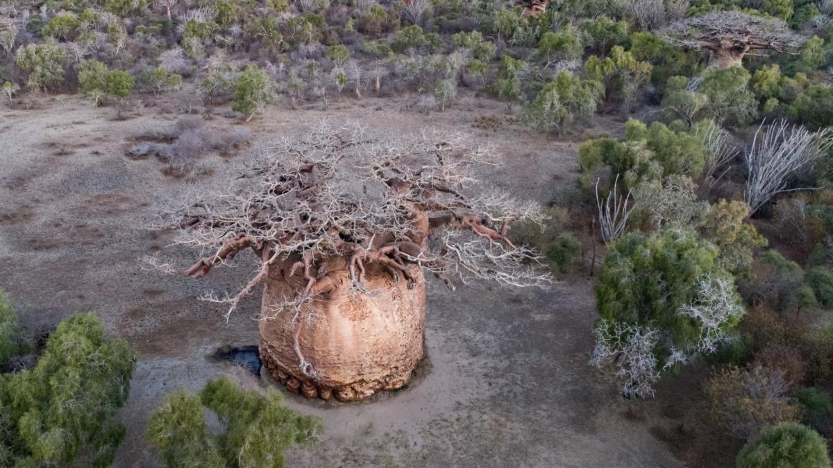 cel mai mare baobab din madagascar este pe moarte cum arata copacul sacru tsitakakantsa la varsta de 1 200 de ani