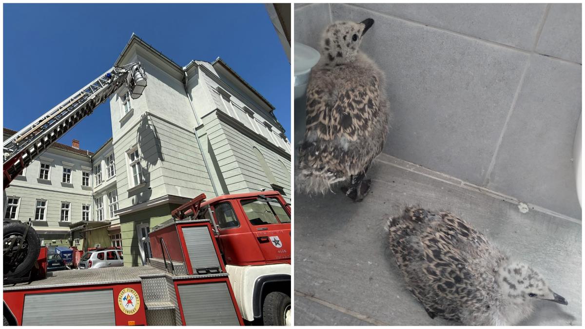 doi pui de pescarus au fost salvati in sibiu dupa ce au cazut intr un scoc al primariei in timp ce invatau sa zboare