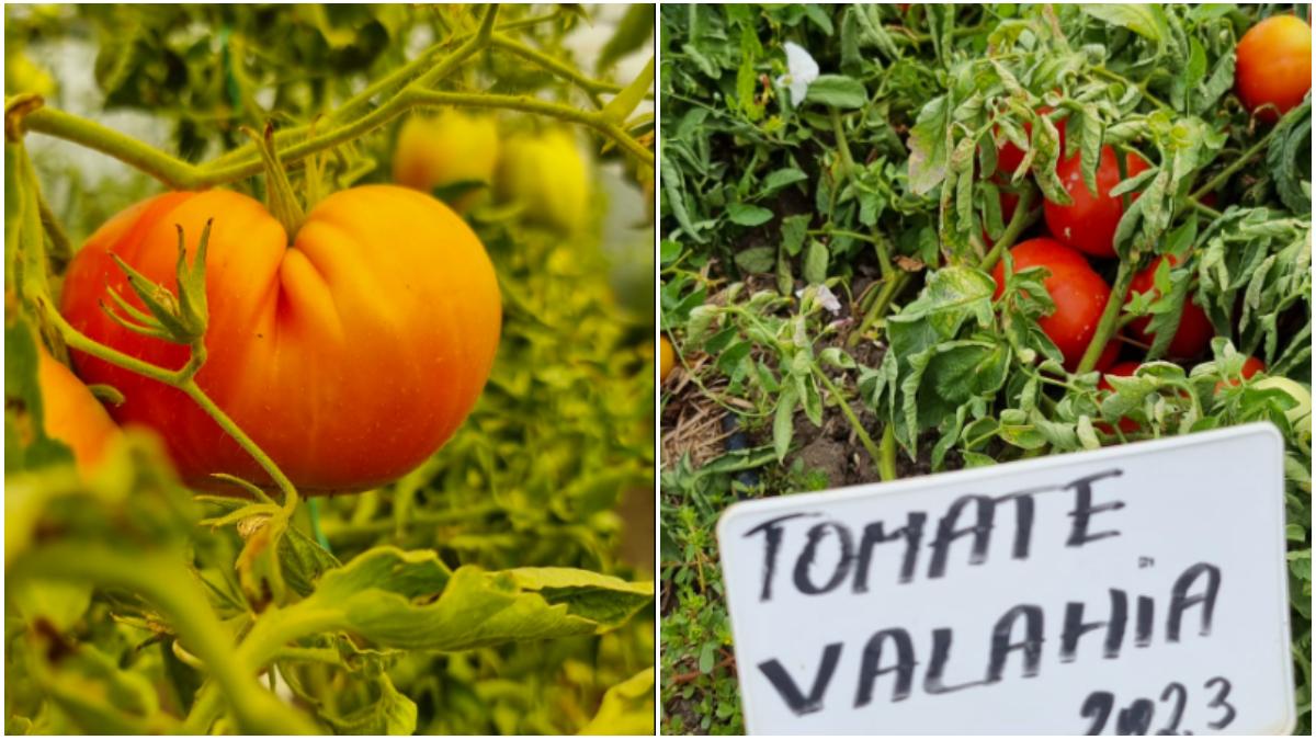 premiera in romania soiurile de rosii claudia si valahia au fost amprentate genetic la buzau ca sa se demonstreze ca sunt romanesti