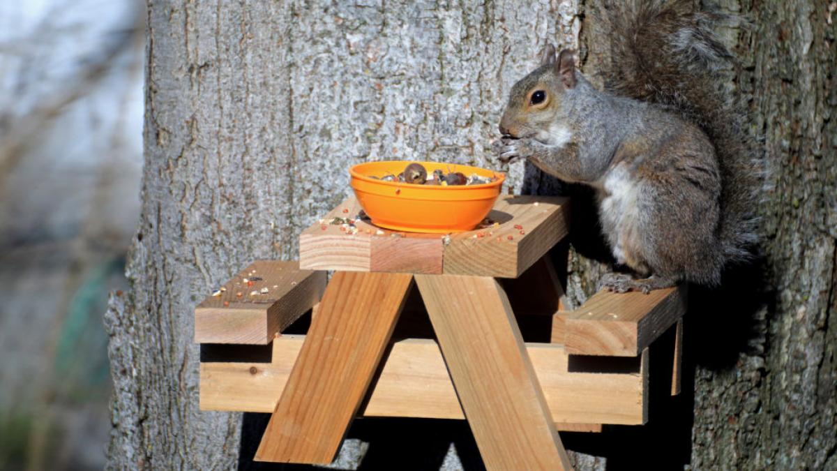 proiectul prin care regele charles vrea sa salveze veveritele rosii specie amenintata se veverita cenusie