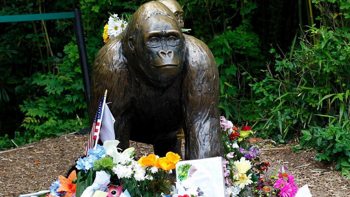 un patriot adevarat casa alba i a adus un omagiu bizar lui harambe gorila care a murit acum 10 ani intr un incident viral