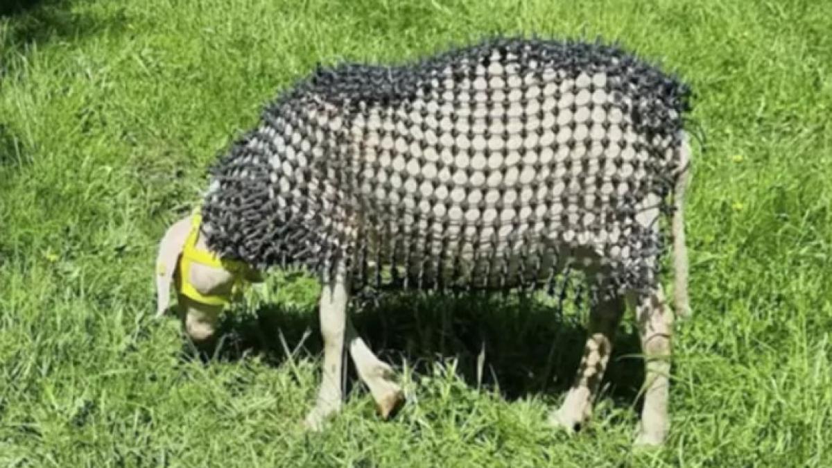 un fermier din austria si a imbracat oile in armura ca sa le apere de lupi sa poata trai liber impreuna