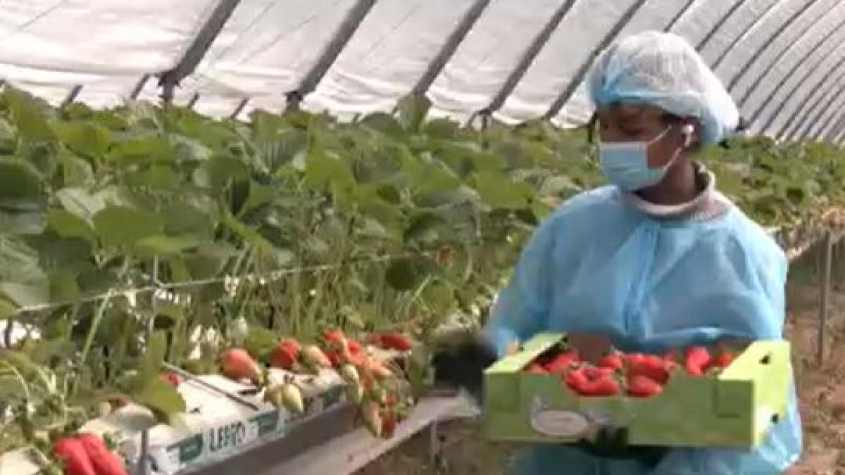 capsune gigant cresc tot timpul anului intr o ferma hi tech din bihor cum arata afacerea de 2 milioane de euro controlata de ai