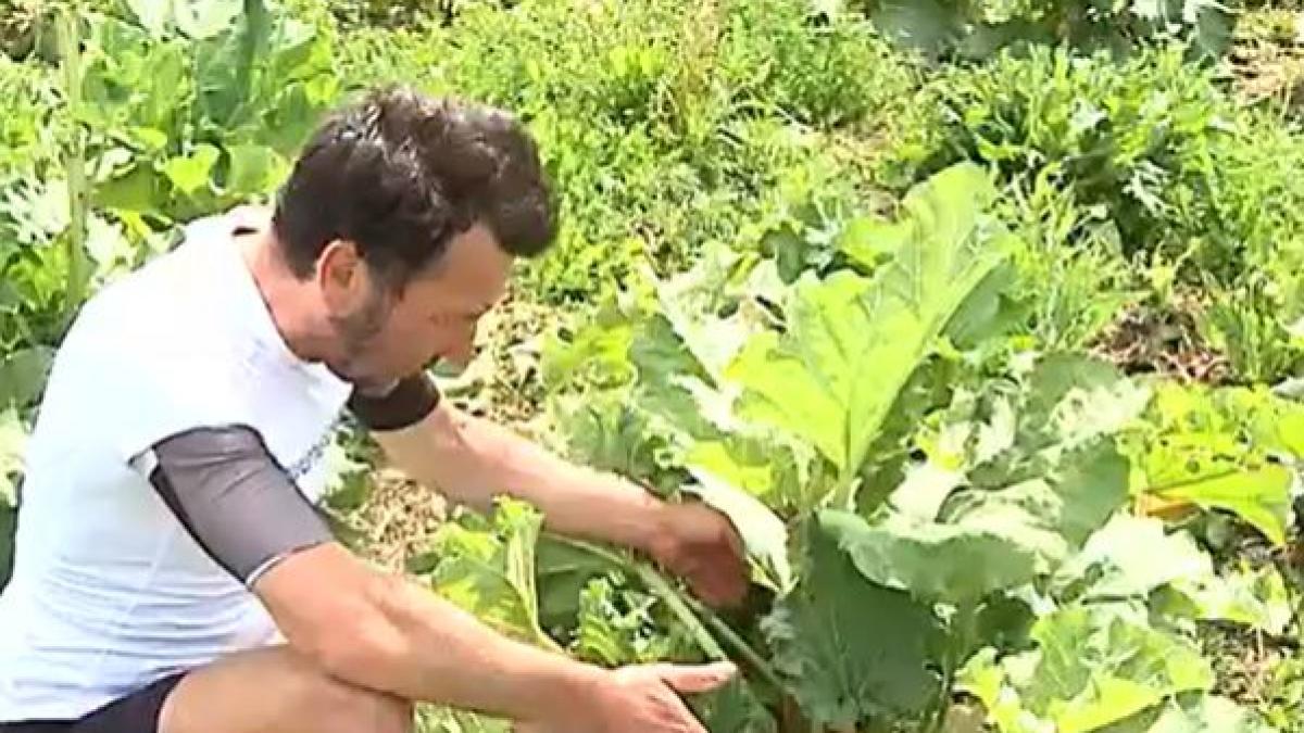 primul roman care cultiva rubarba a dat lovitura afacerea profitabila de la nades a pornit de la la 1 200 de rizomi adusi din germania