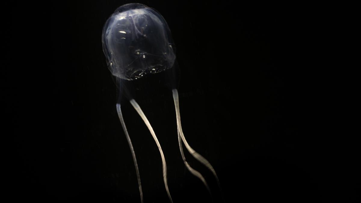 meduza cubozoa