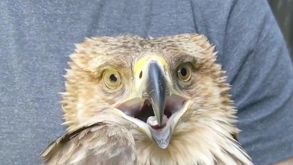 acvila de camp a revenit in romania dupa 50 de ani in care a fost considerata specie disparuta cate perechi au cuib in tara noastra