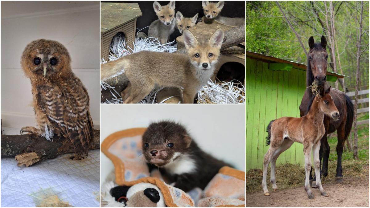 pana si puii de animale au fost sarbatoriti de ziua copilului mesajul simpatic transmis de visul luanei pentru vulpite si arici