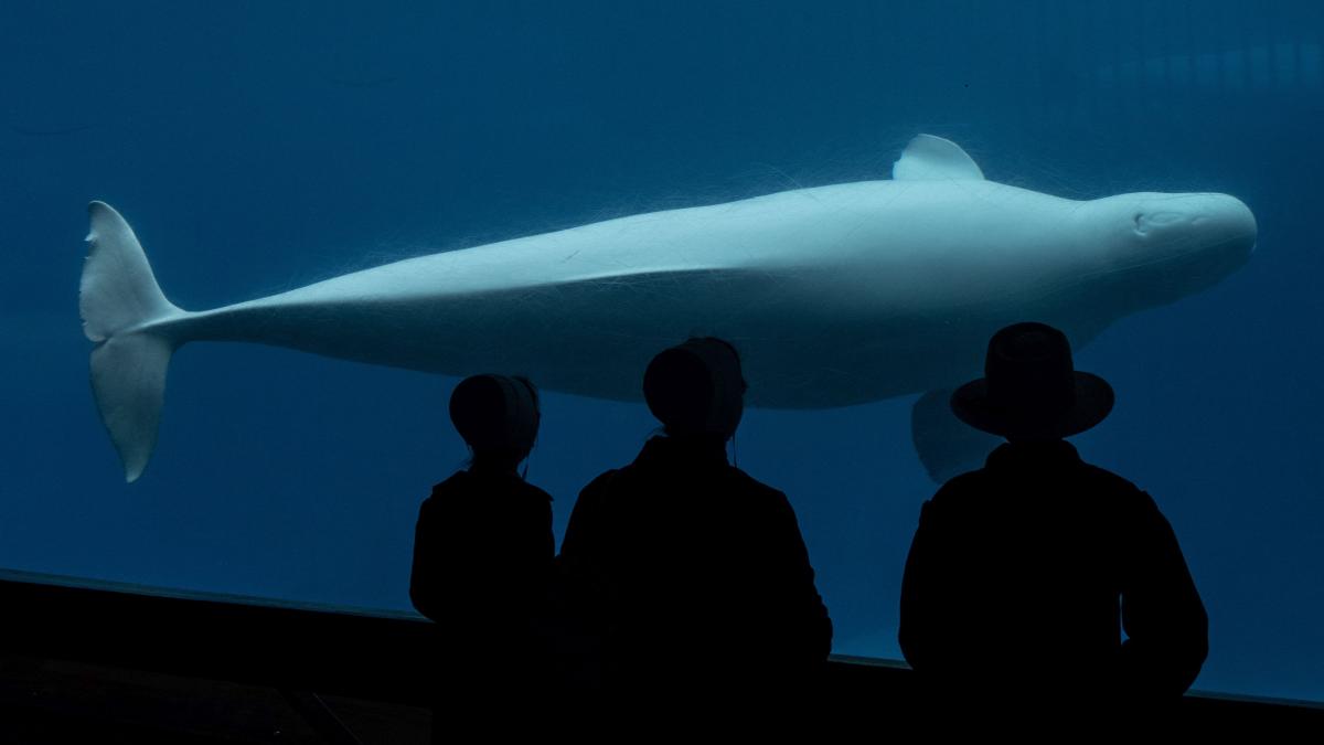 balene beluga canada hepta