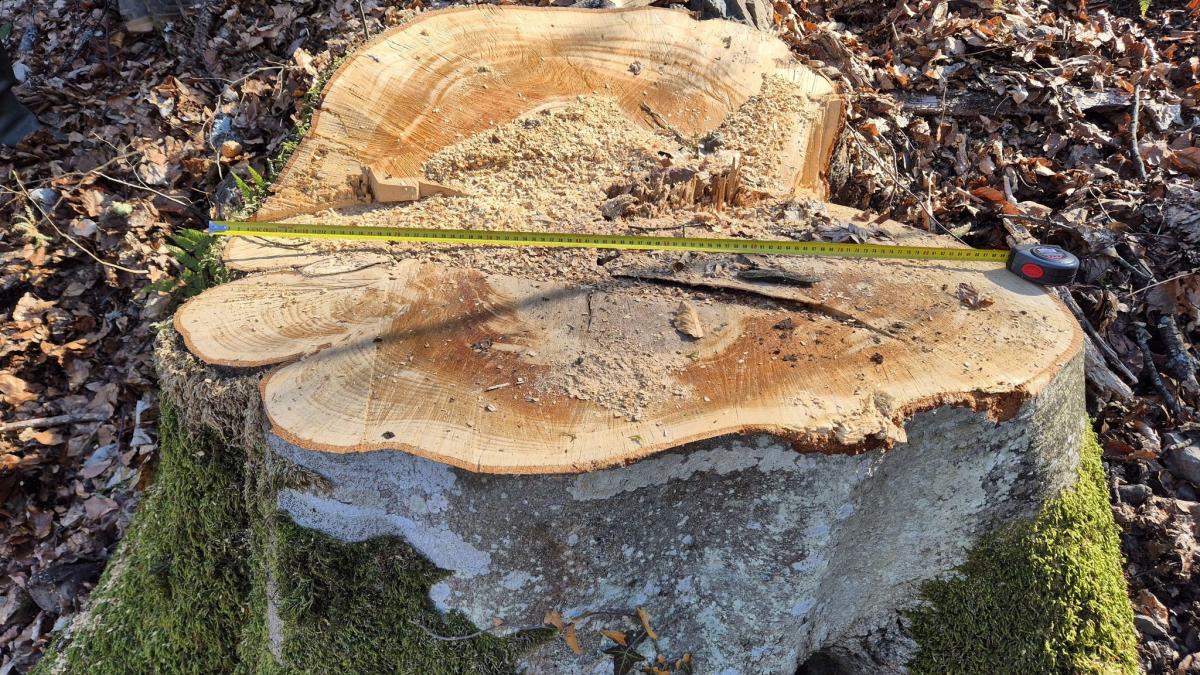buzoianu spune ca a descoperit cum se fura padurile romaniei au falsificat un ciocan de marcat si au insemnat arborii pentru taiere
