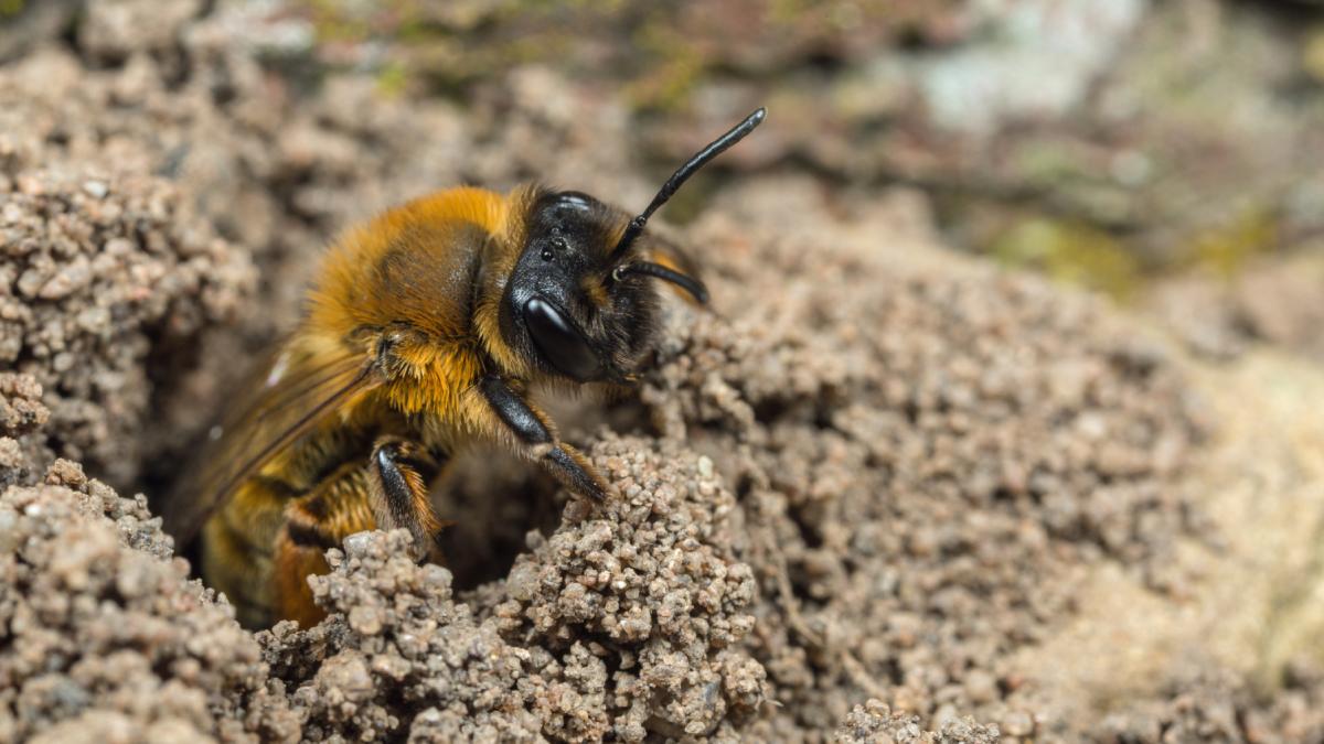 cercetatorii au descoperit 5 5 milioane de albine care traiesc de 100 de ani intr o metropola sapata sub un cimitir din new york