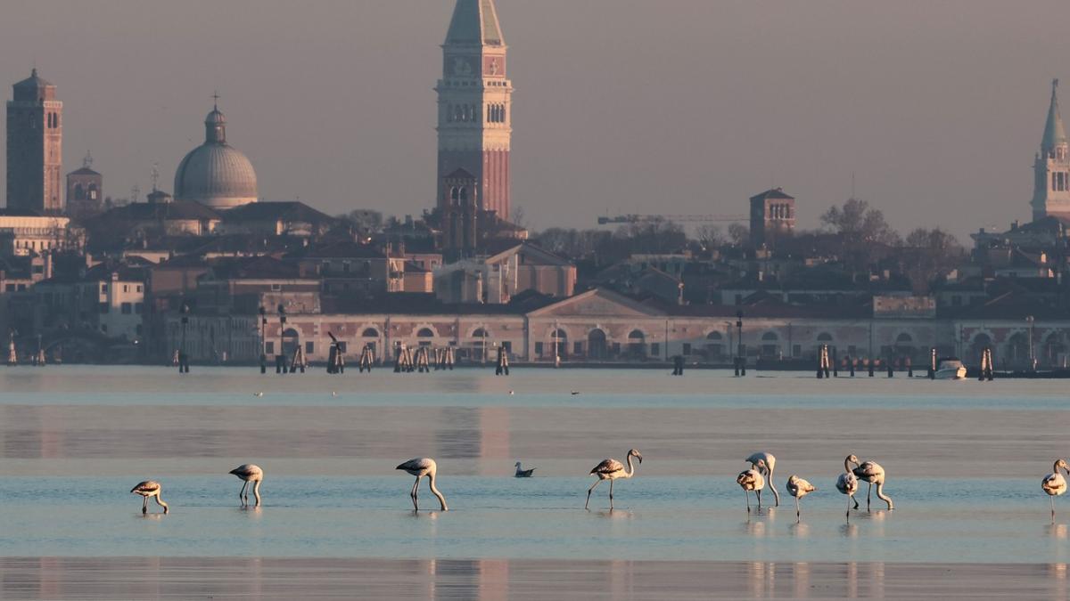 flamingo venetia