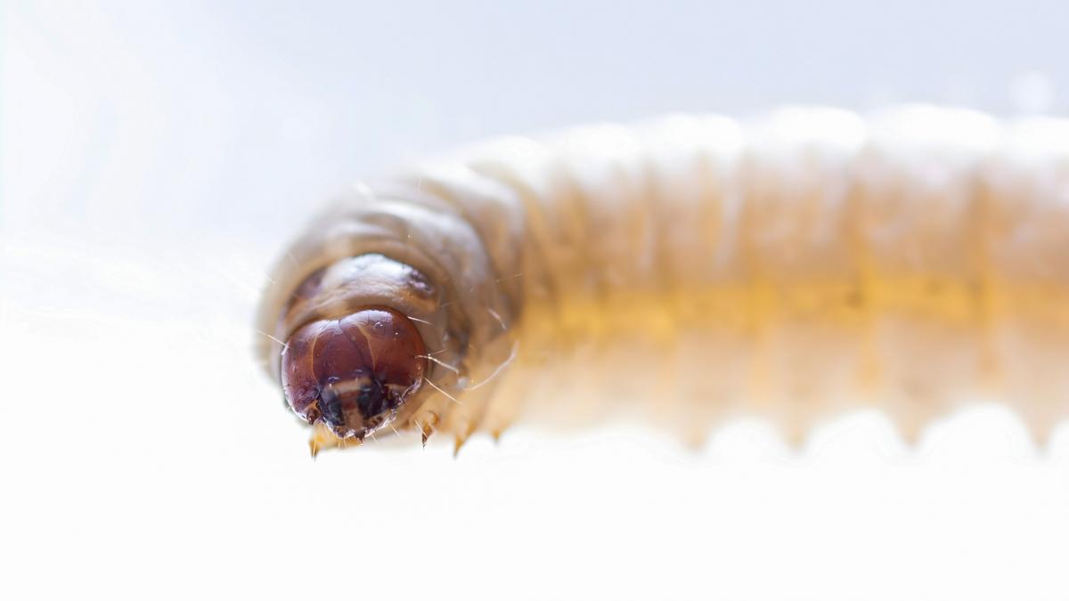 o larva periculoasa care isi devoreaza victimele din interior a reaparut in sua dupa aproape 60 de ani poate afecta si oamenii