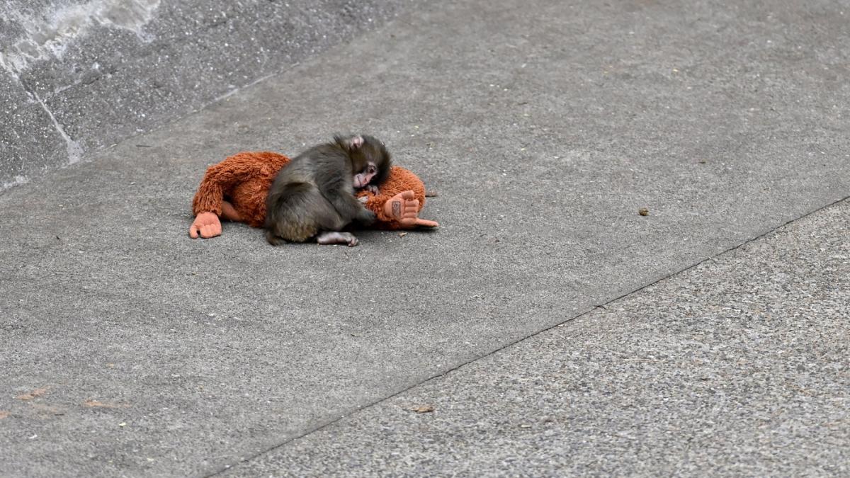 celebra maimutica punch va avea aer conditionat si o curte mai mare la o gradina zoologica din japonia